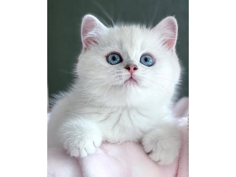 Dünya güzeli silver british shorthair ns1133