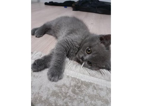 British shorthair 3 aylık yavru