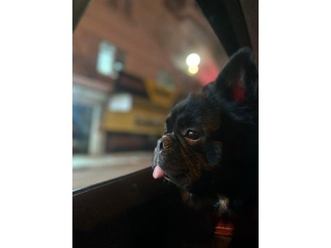Fluffy french bulldog