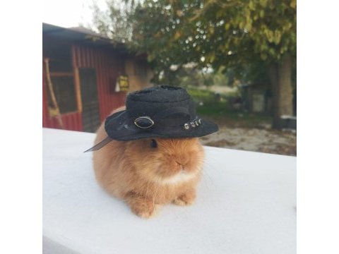 Orjinal cüce tavşanlar