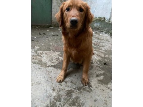 Golden retriever erkek