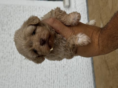 Özel renk lilac maltipoo