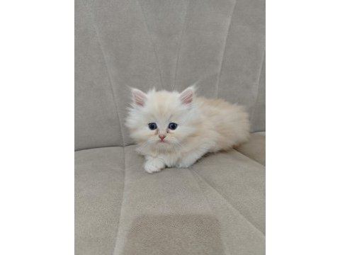 Safkan babadan british longhair erkek