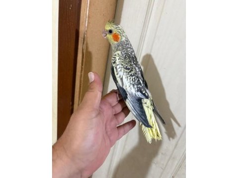 Evlere maskot 50 günlük sultan bebek