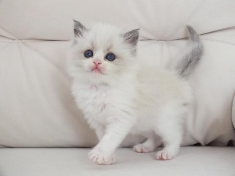 Full şecereli ragdoll yavru kediler