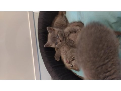British shorthair dik kulak