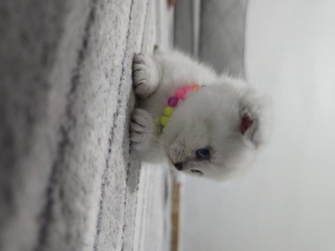 Scottish fold point