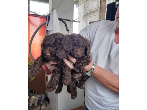 Sahibinden poodle yavruları