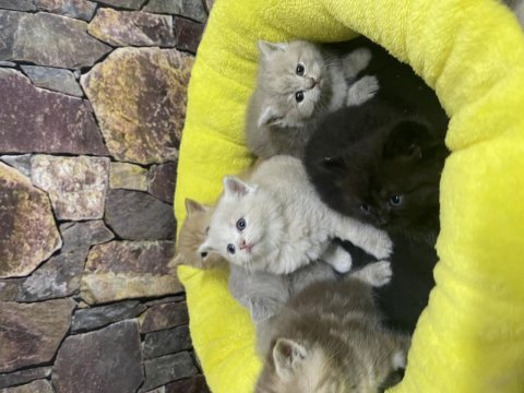 Rengarenk yavrular british gold shorthair