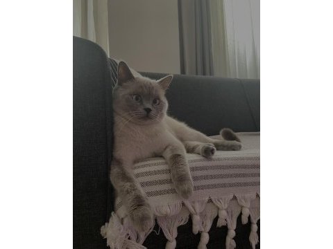 2 yaşında british shorthair dişi kedimiz