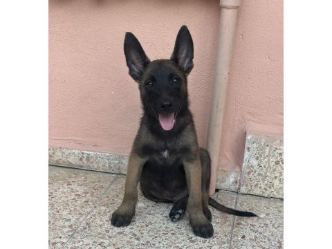 A kalite erkek ve dişi belçika malinois