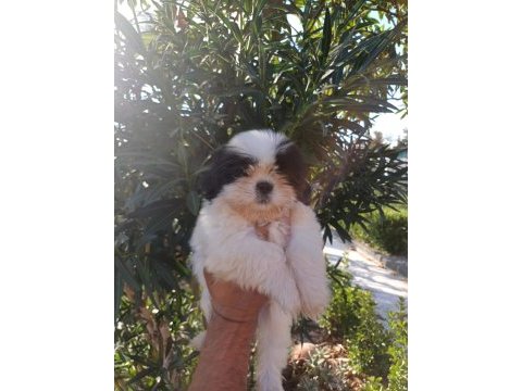 Shih tzu güzeldir iyidir