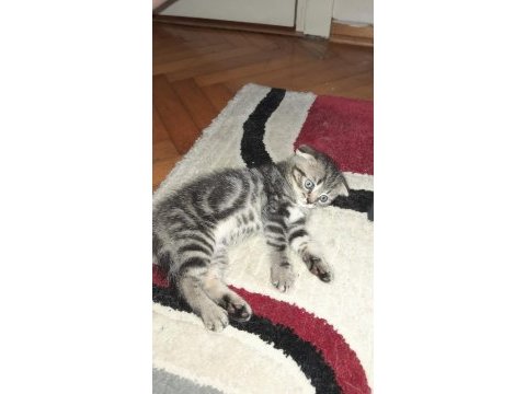 2 aylık scottish bebişler