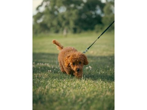 Ücretsiz sahiplendirme toy poodle yavruları