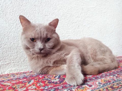 British lilac erkek