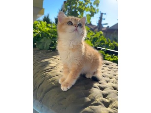 Golden british shorthair yavrular