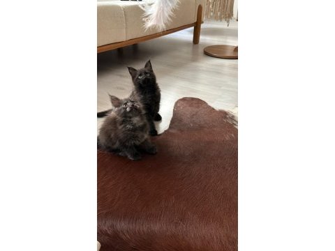 Koleksiyonluk black smoke maine coon nadır renk