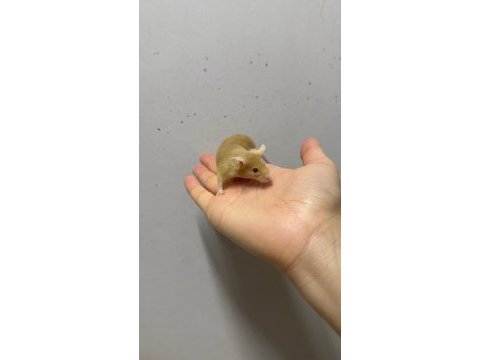 Lab - rat - dumbo rat - panda mice adrese teslim mevcut