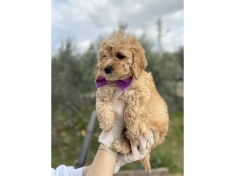 Orijinal dişi brown toy poodle