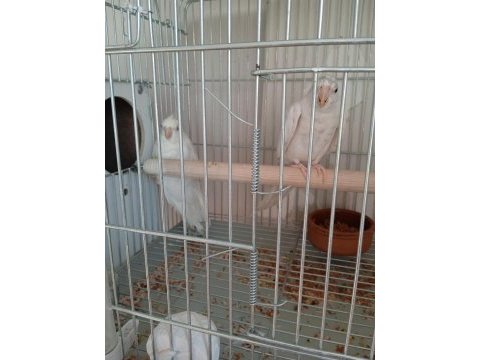 Albino takım sultan papağanı