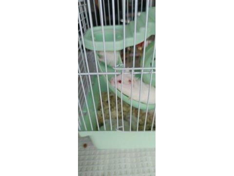 Albino hamster yavruları