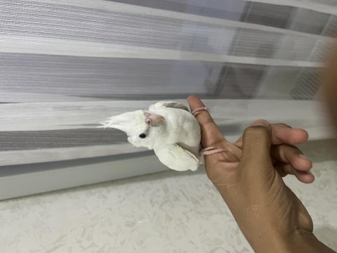 Albino kırmızı göz sultan papağanı yavru