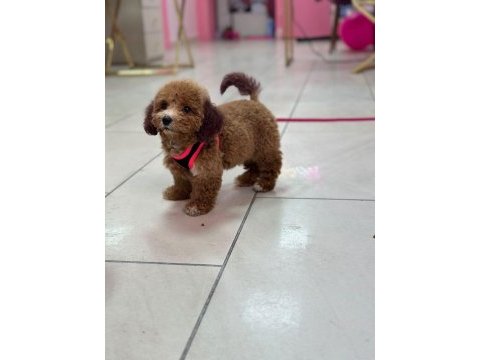 Teacup aşılı tuvalet egıtımlı poodle yavrumuz