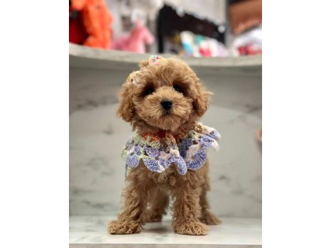 F1 kalite maltipoo bebeklerim