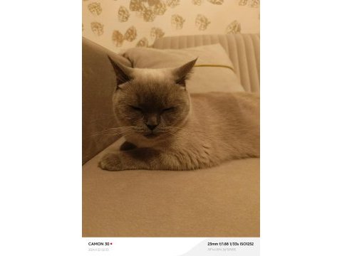 British shorthair çipi ve pasaportu vardır