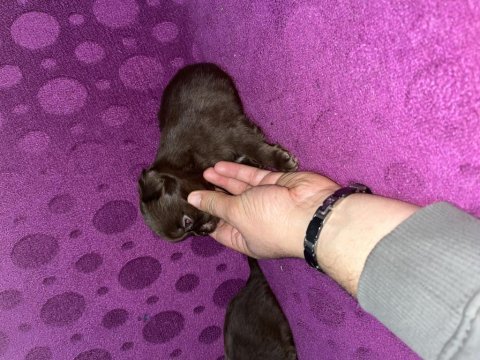 Orjinal ırk garantili 4 adet dişi longhair chihuahua