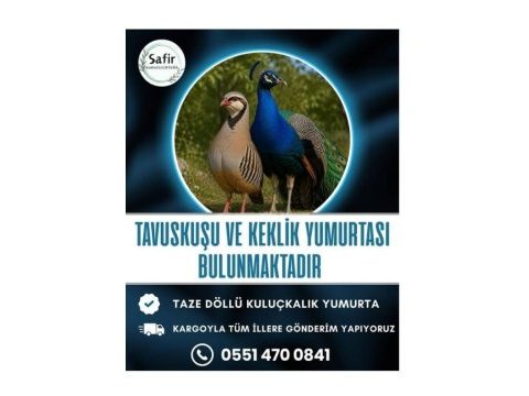 Tavuskuşu ve keklik yumurtası