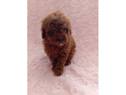Birbirinden güzel ev üretimi poodle bebeklerimiz