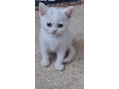 British shorthair bebekler