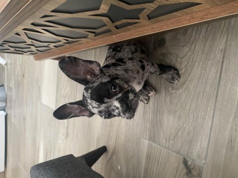Fransız buldog