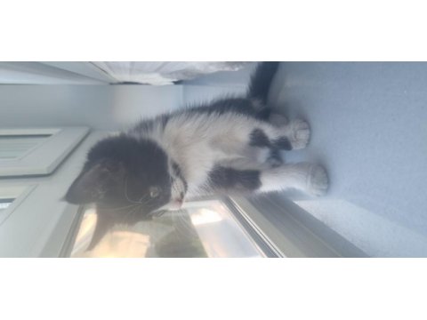 Tekir kedi