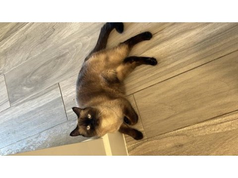 Siyam kedimiz mocha onu çok sevecek yeni ailesini arıyor