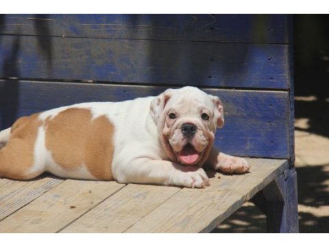 Şişko bulldog çocuk