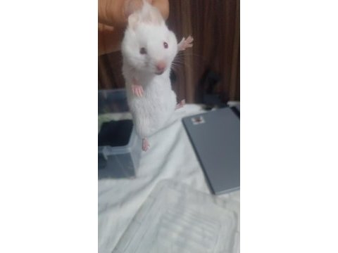 Albino eş hamster