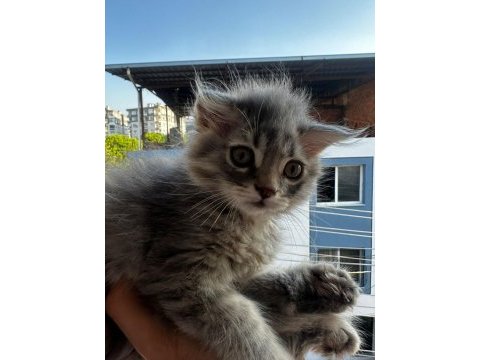 2 aylık british longhair bebeklerimiz