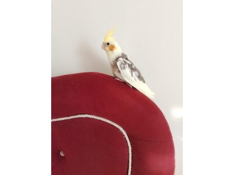 Sultan papağanı yavruları