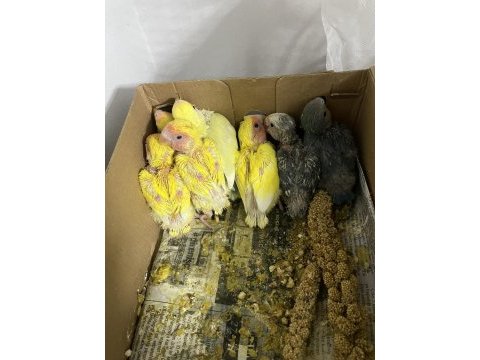 El besleme sevda papağanı bebekler