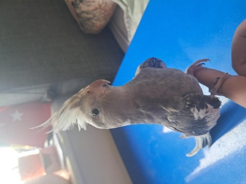 Ele alışkın sultan papağanı jumbo yavru