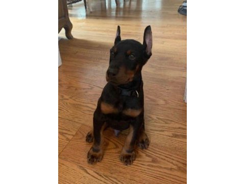 İsteğe özel estetik doberman