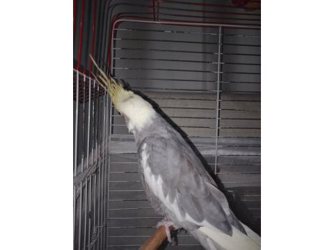 Erkek sultan papağanı