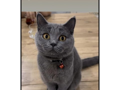 British shorthair kedisi
