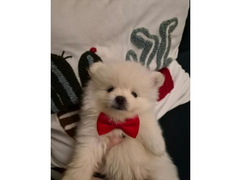 Belgeli aşılı pomeranian yavruları