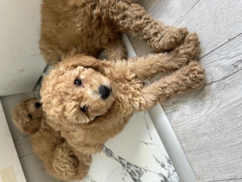 2 aylık yavru toy poodle