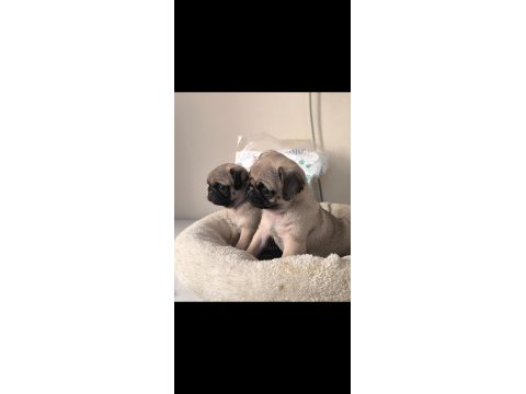 A kalite mini boy sıfır burun pug mops yavrular