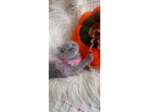 Sahiplendirme british shorthair