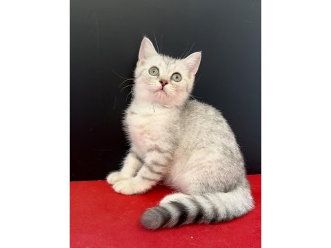 34 yıllık canpette british shorthair yavruları silver